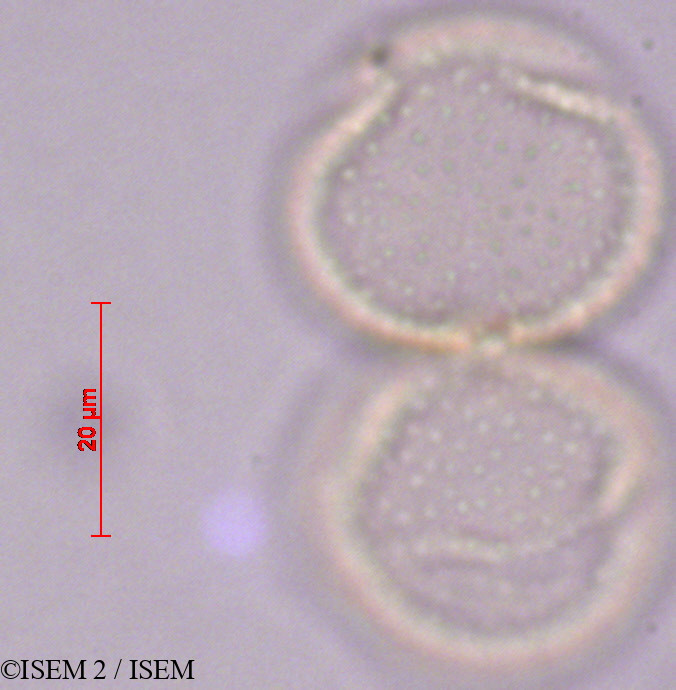 ISEM 2/Cleome_maculata_33558/Cleome_maculata_33558_0002(copy).jpg